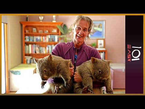 Video: Siapa Wombat?
