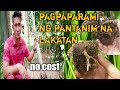 paano magparami ng itatanim na lakatan/banana planting/lakatan/part 2