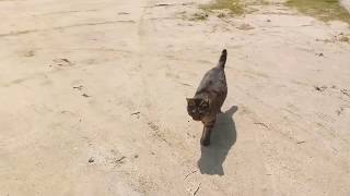 この島の野良猫、ほとんどが自分から寄ってきます。