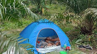 Camping Di Kebun Sawit Memasang Shelter,Membersihkan Gulma,Bakar Ikan