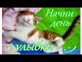 #доброеутречко# ОБАЛДЕННО СМЕШНЫЕ КОШКИ! Красивая открытка!