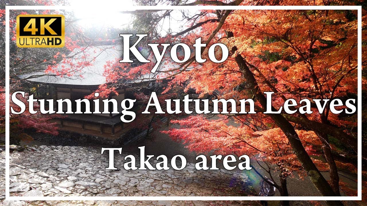 Autumn colors grace Takao area, wrapping Jingo-ji, Saihō-ji, and Kōsan-ji in a brocade of leaves.
