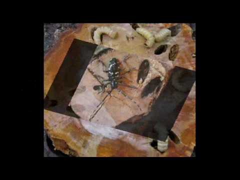 Video: Legname di ippocastano: scopri la lavorazione del legno con gli ippocastani