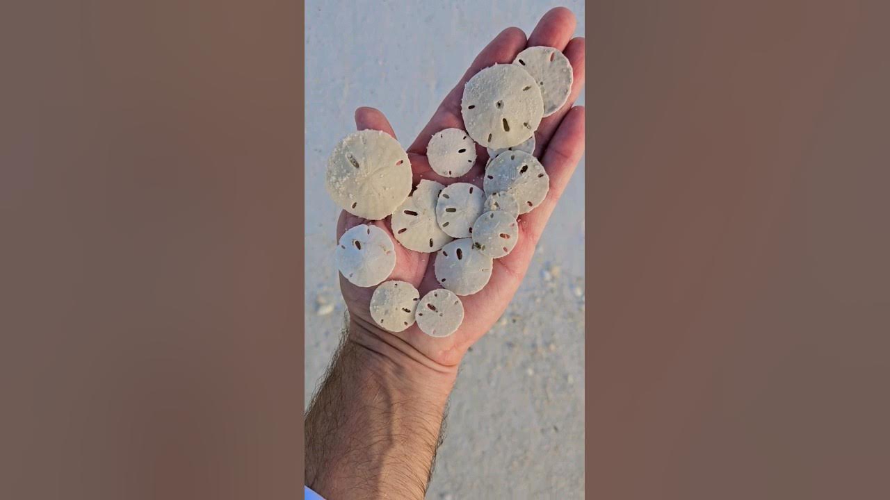 How to clean sand dollars. Bleaching and sealing your sand dollar  treasures. 