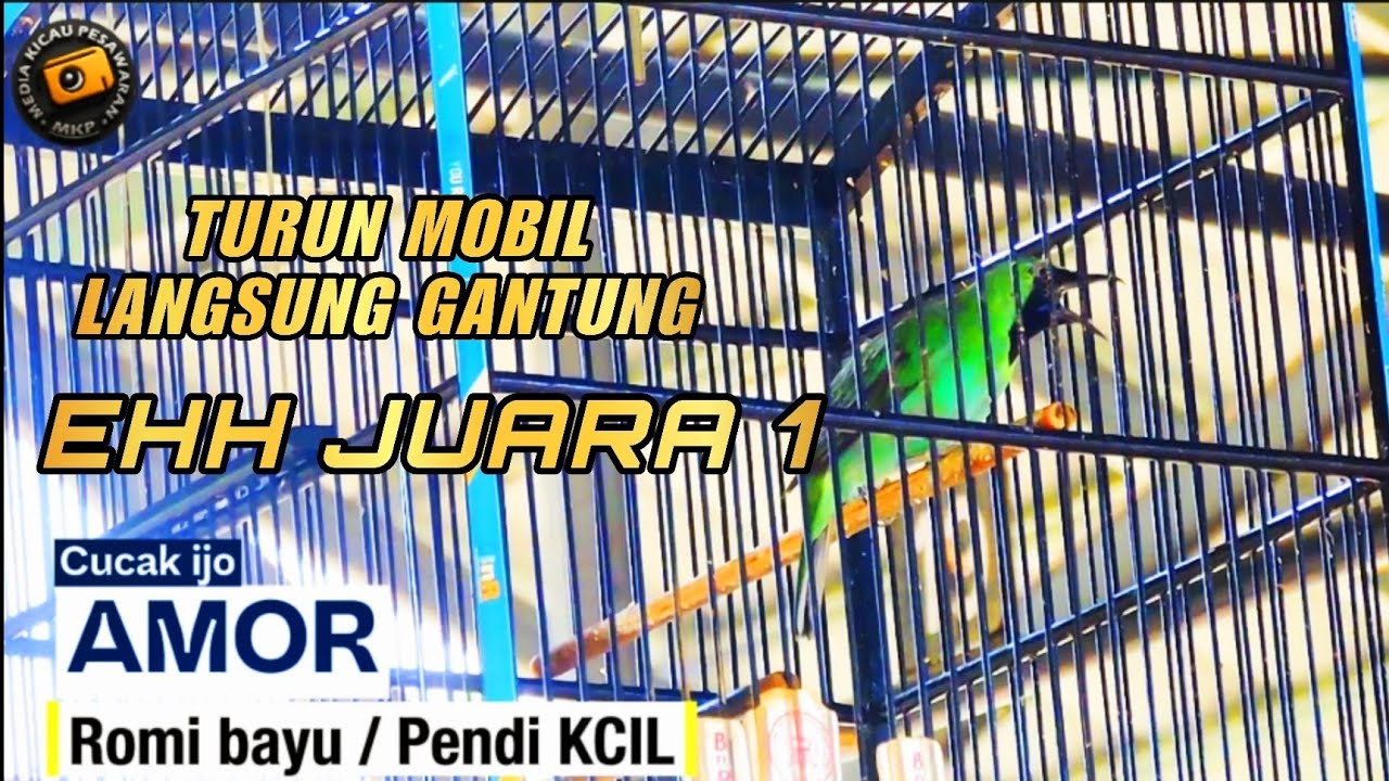 Burung Anti Badai‼️Cucak ijo Amor Amankan Podium 1 di MKP CUP 2‼️