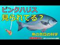 「ピンクハリスは見えない」は本当？魚の色覚で検証した結論がこれです
