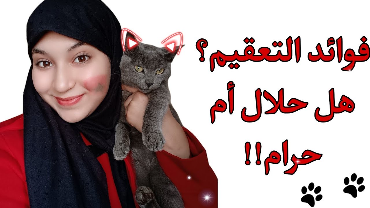تعقيم القطط فوائده وسلبياته👍👎هل تعقيم القطط حلال أم حرام 🙀🤔