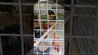 chicken nesting box in the Philippines made out of coconut 🌴 leaf #philippines #nestbox #coconutleaf