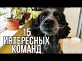 15 КОМАНД, КОТОРЫЕ ЗНАЮТ НОРА И ТРАВКА/ трюки русский спаниель и эстонская гончая