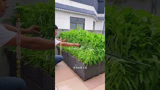 #Growing #CountryLife #ILoveGrowingVegetables #VegetableGrowing #KuaishouExcellentCreativityProgram