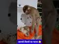       cat and monkey comedy  shorts  funny viral