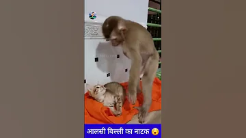 आलसी बिल्ली का नटखट 😇 | cat and monkey comedy | #shorts | #funnyvideo | #viral