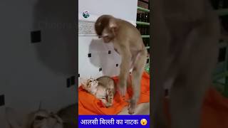 आलसी बिल्ली का नटखट  | cat and monkey comedy | #shorts | #funnyvideo | #viral