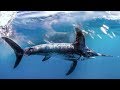Understanding Bycatch and Deep Set Buoy Gear