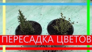 Пересадка Цветов