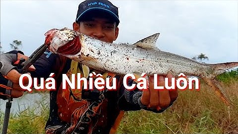 CÂU CÁ GẶP BÃI CÂU QUÁ NHIỀU CÁ ĐÓNG CÁ MỎI TAY LUÔN
