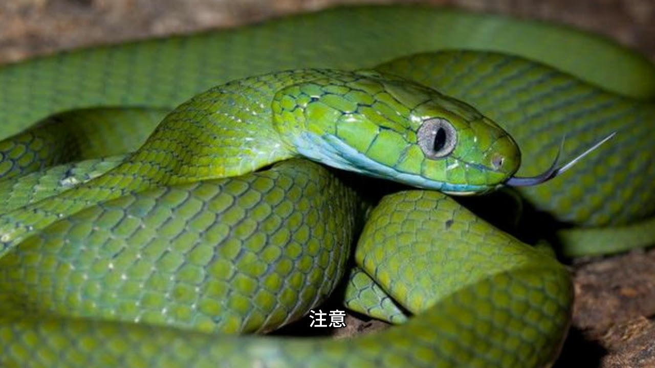 Большие зеленые змеи. Бойга зеленая змея зеленая. Boiga cyanea. Бойги змея. Бойга цианея.