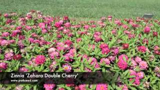 Zinnia Zahara Double Cherry