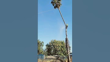 Palm tree Removal.