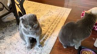 Polly & Mickey are blue Scottish Folds looking for a furever home.