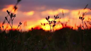 Background nasheed - Wind and meadow #backgroundnasheed