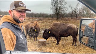 Called The Vet and The Only Option Is To... by Cross Timbers Bison 103,076 views 3 months ago 25 minutes