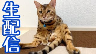 【ランチ生配信6/24】ランチタイムに猫見てほっこりしませんか生配信