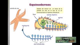 Invertebrados no artrópodos 01- Equinodermos by SIG Alejandro Cruz 65 views 1 year ago 4 minutes, 57 seconds