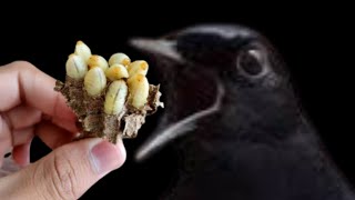 Murai Batu Over Emosi || Bengkel Murai Batu