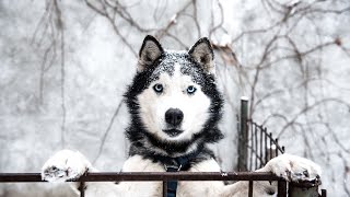 Title Showcasing Siberian Husky Achievements in by USA Pup Patrol 2 views 2 weeks ago 4 minutes, 22 seconds