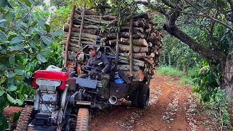 Cưa cây điều dọn vườn cà phê 2 ngày | xe công nông chở củi (Mơ vlogs)