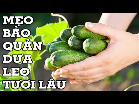 Video: Dưa chuột giữ được bao lâu - Mẹo bảo quản dưa chuột