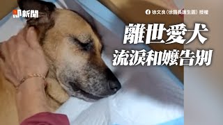 聽嬤道別「約定來世再見」 離世愛犬突流淚展靈性🥺｜寵物動物｜狗狗｜離別