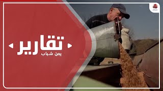 ازمة القمح العالمية تدفع اليمن للبحث عن بدائل لتغطية عجز الامداد