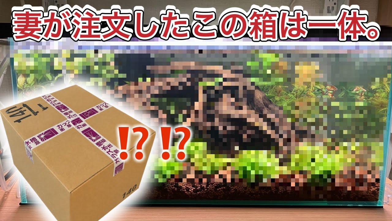 妻が勝手に巨大な水槽セットを買ってきた結果… - YouTube