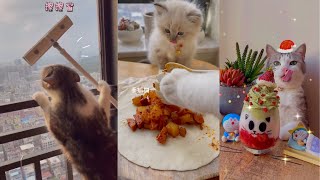 Pet Cat Cooking delicious food Part 6 | Pet Animals Funny by Gold Miner 430 views 2 years ago 4 minutes, 7 seconds