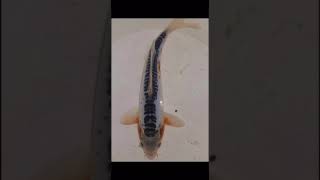 Ali Jahadi 09357252409