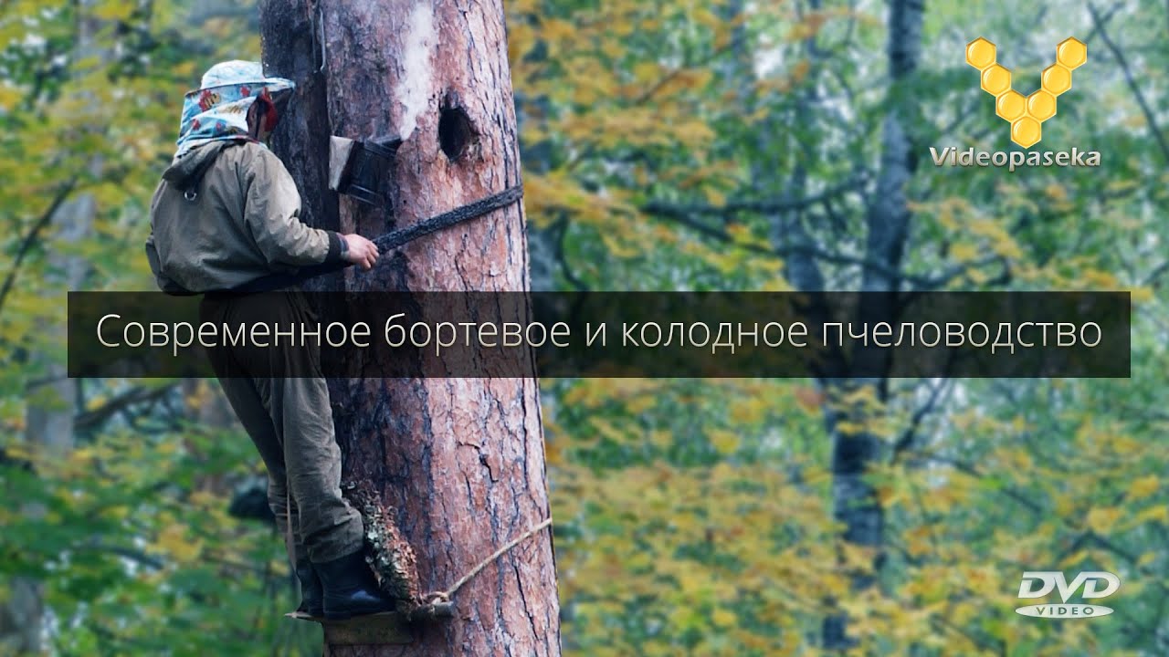Современное бортевое и колодное пчеловодство