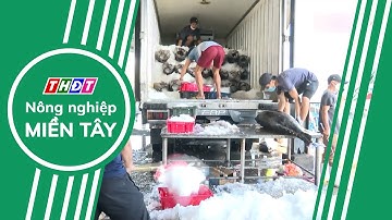 Xuất khẩu cá ngừ tăng tốc trả lại | Nông nghiệp Miền Tây