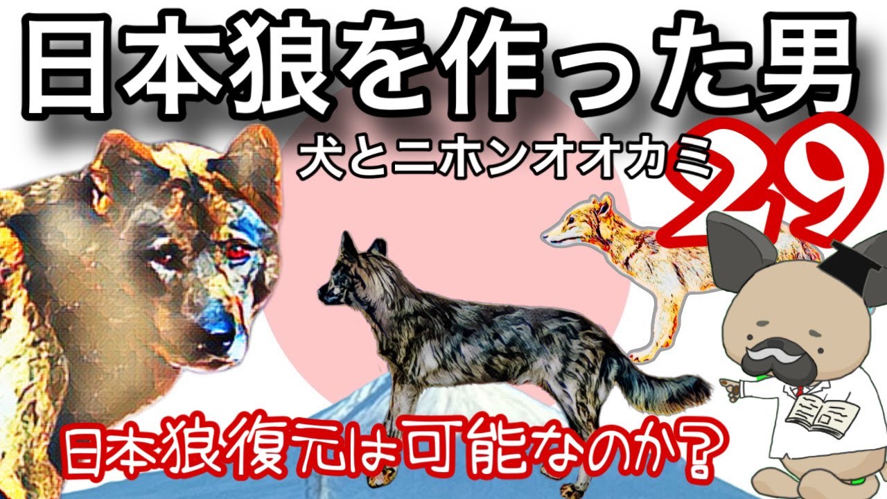日本狼を作った男〜戻りオオカミの謎〜犬とニホンオオカミ29