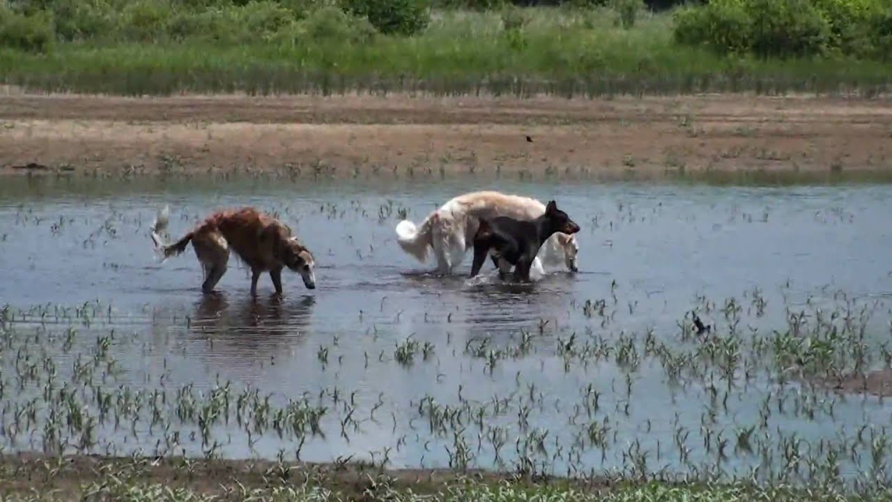 Borzois in the Wild - Part 1 of 3