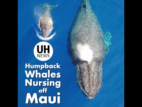 Rare video captures humpback whale nursing behaviors in UH Mānoa research