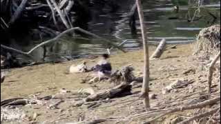 Common Moorhen (Gallinula chloropus) - Cyprus