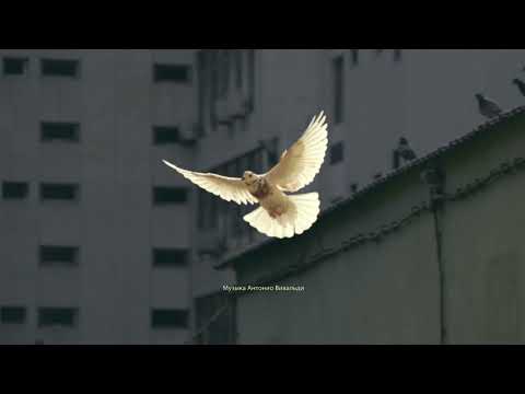 Ремарк и его потерянное поколение