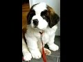 puppy surprise compilation NO:9