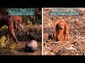 Orangutan : Air Susu Dibalas Air Tuba