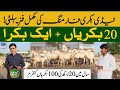 Teddy goat farming in pakistan  kissan kay naam  06 nov 2023