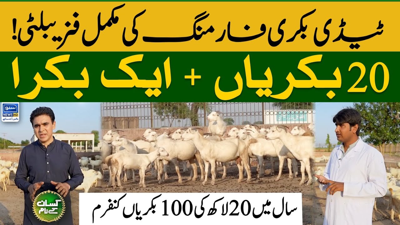 Teddy Goat farming in Pakistan Kissan Kay Naam 06 Nov 2023 YouTube