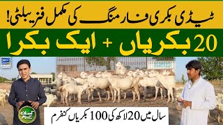 Teddy Goat farming in Pakistan | Kissan Kay Naam | 06 Nov 2023