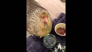 gapeworm chicken respiratory infection